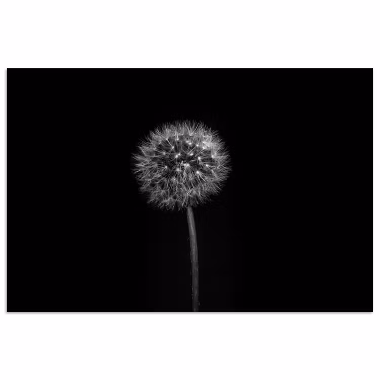 Paardenbloem - Zwart - Bloemen - Botanisch poster papier klein -3d
