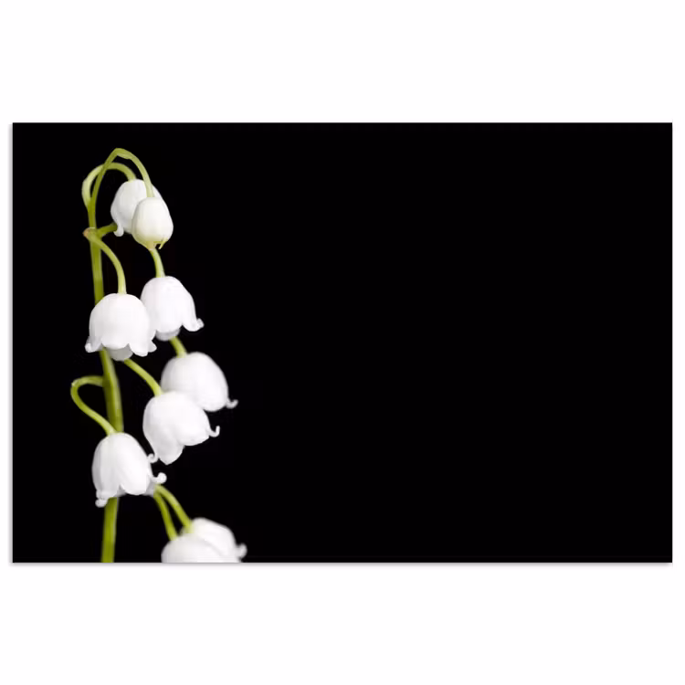 Lelietjes van dalen - Bloemen - Zwart - Flora poster papier klein -3d