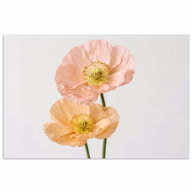 Papavers - Botanisch - Roze poster papier klein -3d