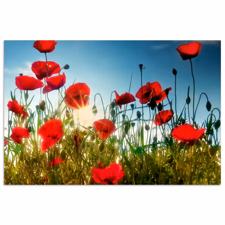 Klaprozen - Toscane - Zon - Rood - Blauw poster papier klein -3d