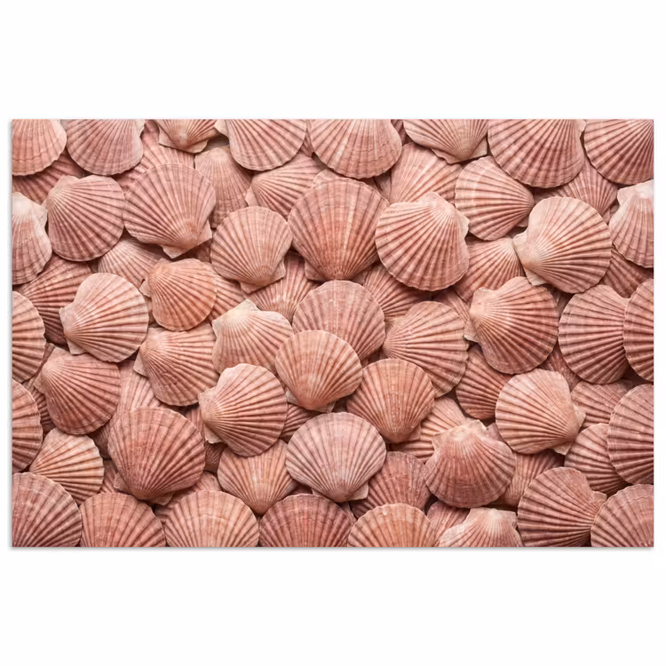 Schelpen - Patroon - Roze poster papier klein -3d
