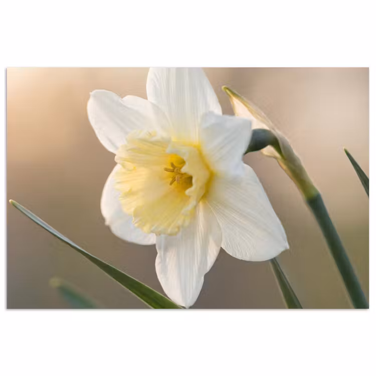 Narcis - Bloem - Minimalistisch poster papier klein -3d