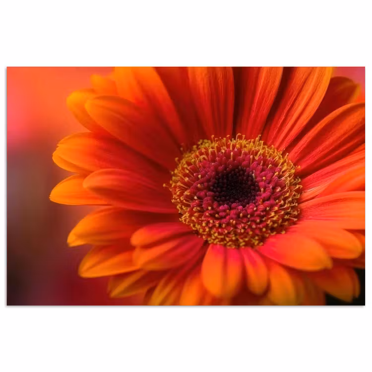 Oranje - Gerbera - Intens poster papier klein -3d
