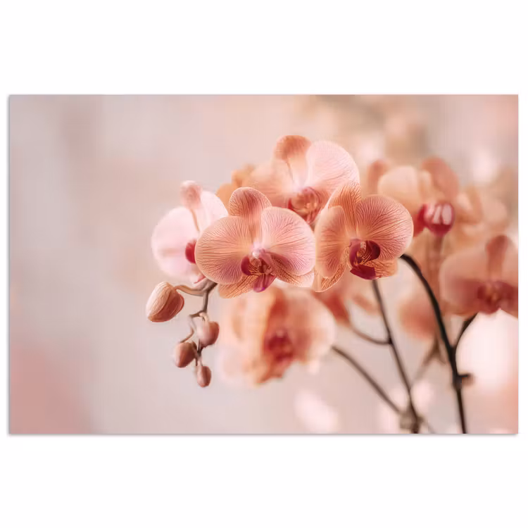 Orchidee - Bloemen - Roze - Bloemblaadjes poster papier klein -3d