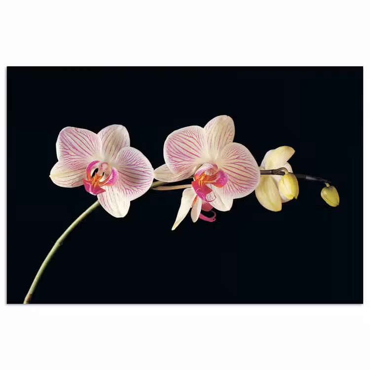 Orchidee - Bloemen - Zwart - Roze - Knoppen poster papier klein -3d