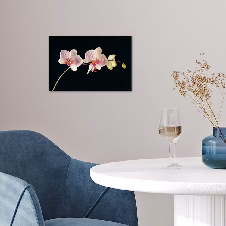 Orchidee - Bloemen - Zwart - Roze - Knoppen poster papier klein -sfeer3