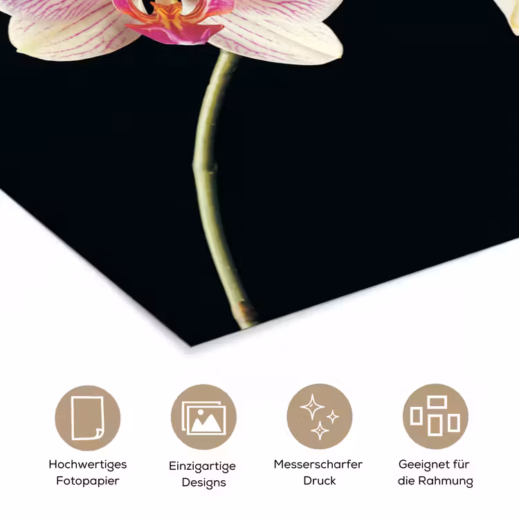 Orchidee - Bloemen - Zwart - Roze - Knoppen poster papier klein -tcloseup_DE