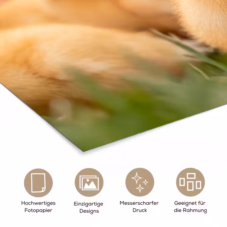 Pijltje - Eend - Natuur - Geel poster papier klein -tcloseup_DE