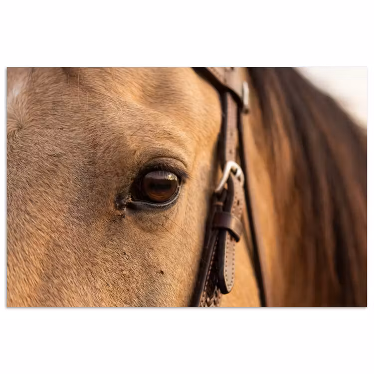 Paard - Oog - Bruin poster papier klein -3d