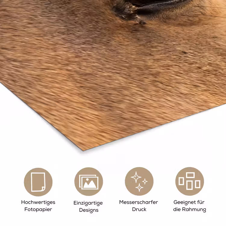 Paard - Oog - Bruin poster papier klein -tcloseup_DE