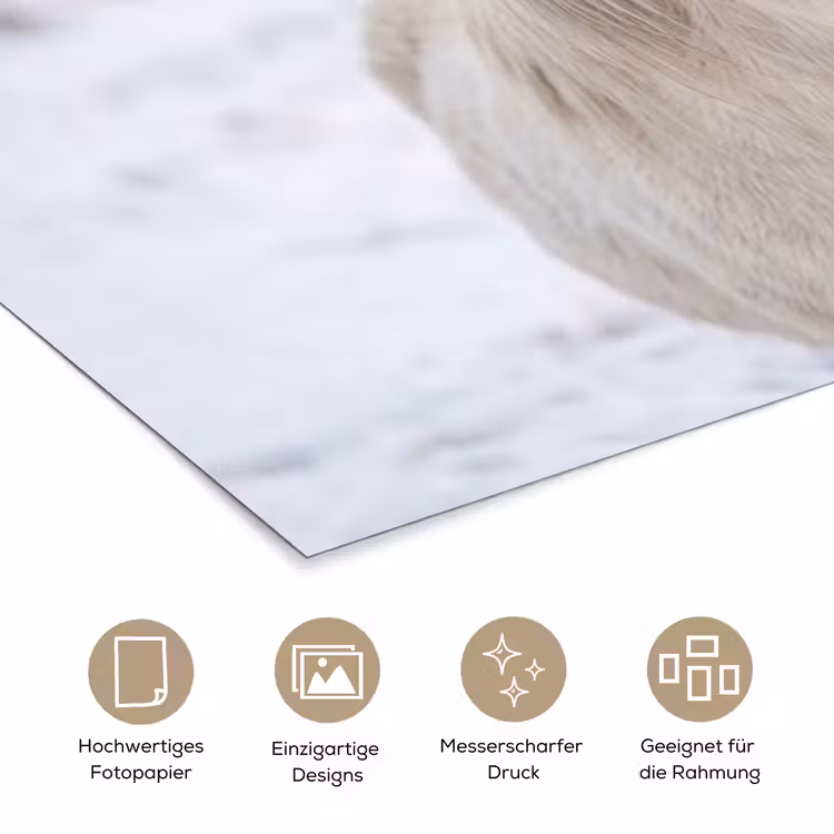 Paard - Kop - Winter - Dieren - Wit poster papier klein -tcloseup_DE