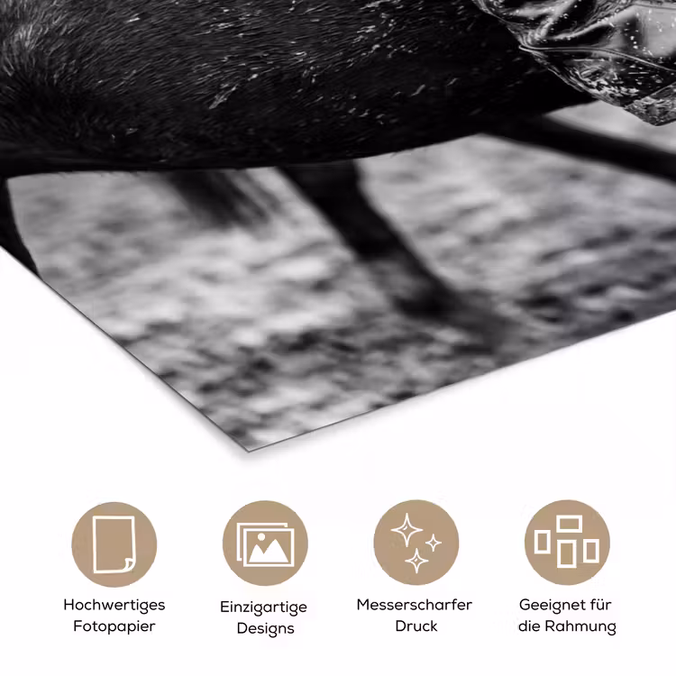 Paard - Sport - Zwart - Wit poster papier klein -tcloseup_DE