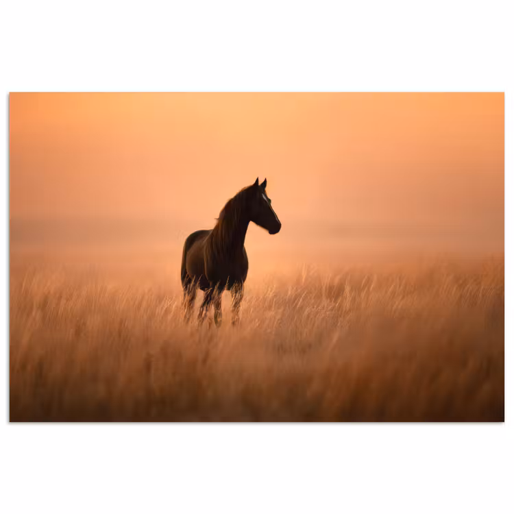 Paard - Grasveld - Zonsondergang poster papier klein -3d