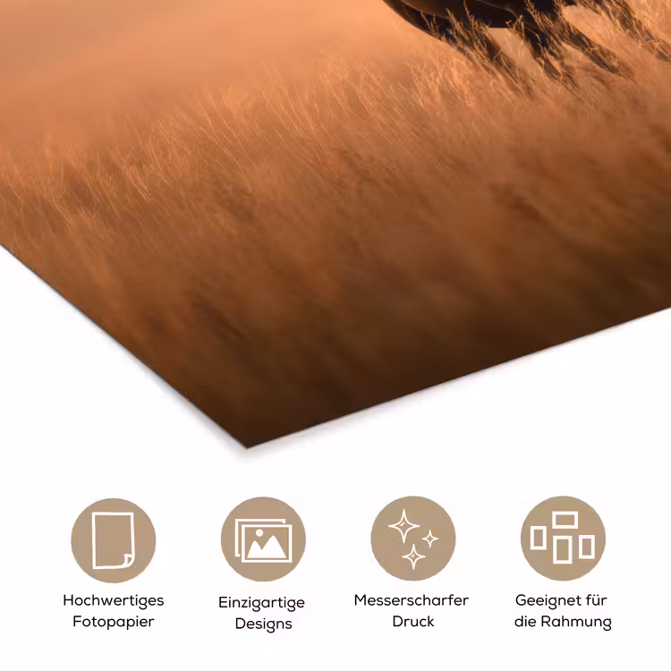 Paard - Grasveld - Zonsondergang poster papier klein -tcloseup_DE