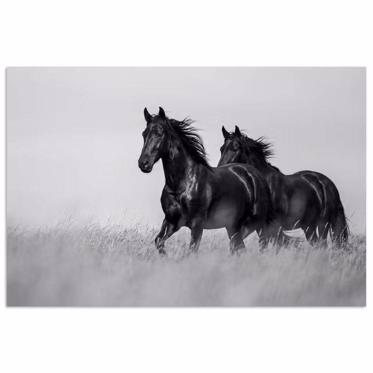 Paarden - Gras - Zwart - Wit poster papier klein -3d