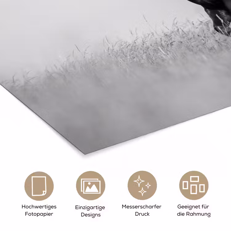 Paarden - Gras - Zwart - Wit poster papier klein -tcloseup_DE