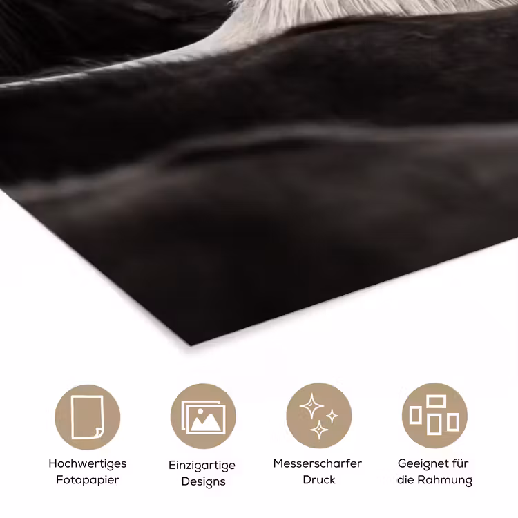 Paarden - Zwart - Wit - Kudde poster papier klein -tcloseup_DE