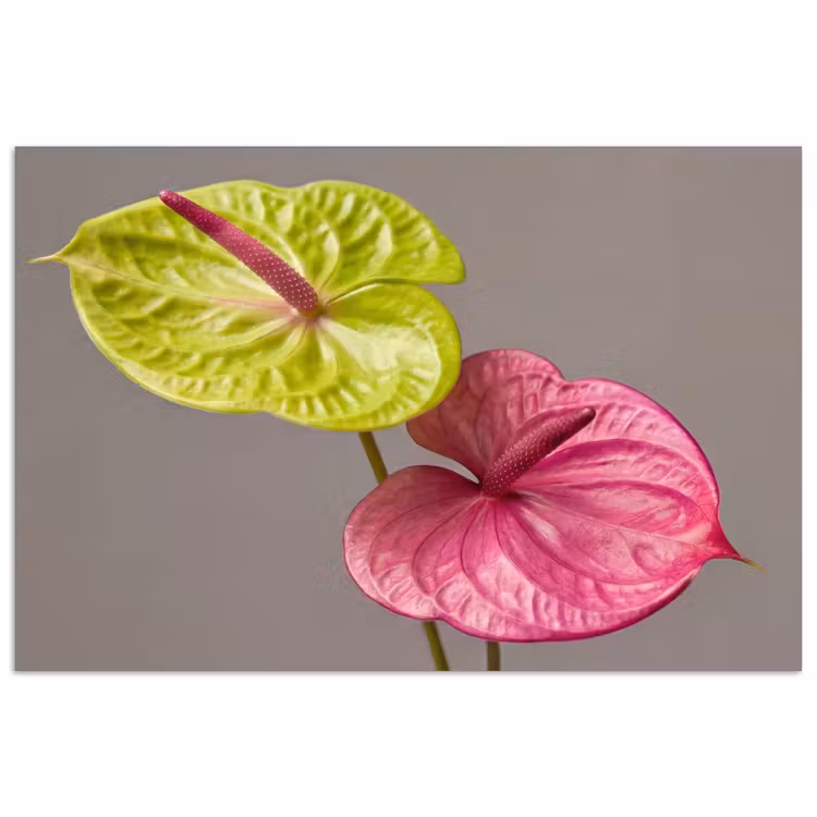 Planten - Anthurium - Groen - Roze poster papier klein -3d