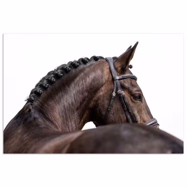 Portret - Paard - Elegant poster papier klein -3d