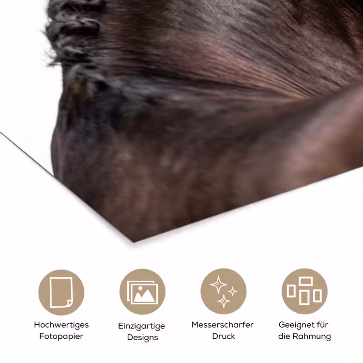 Portret - Paard - Elegant poster papier klein -tcloseup_DE