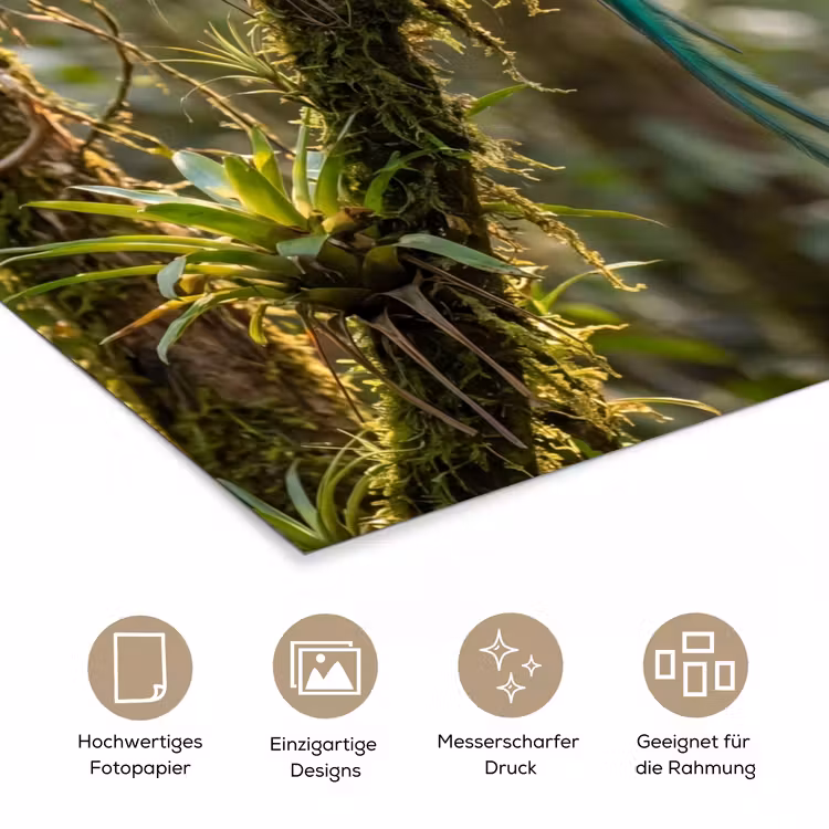 Quetzal - Jungle - Natuur - Groen poster papier klein -tcloseup_DE