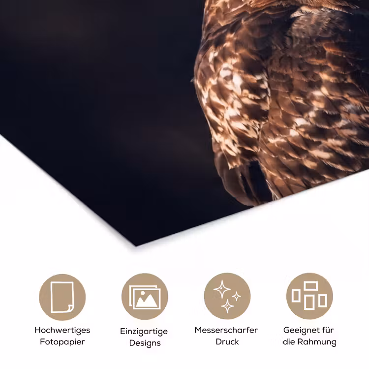 Roofvogel - Buizerd - Bruin poster papier klein -tcloseup_DE