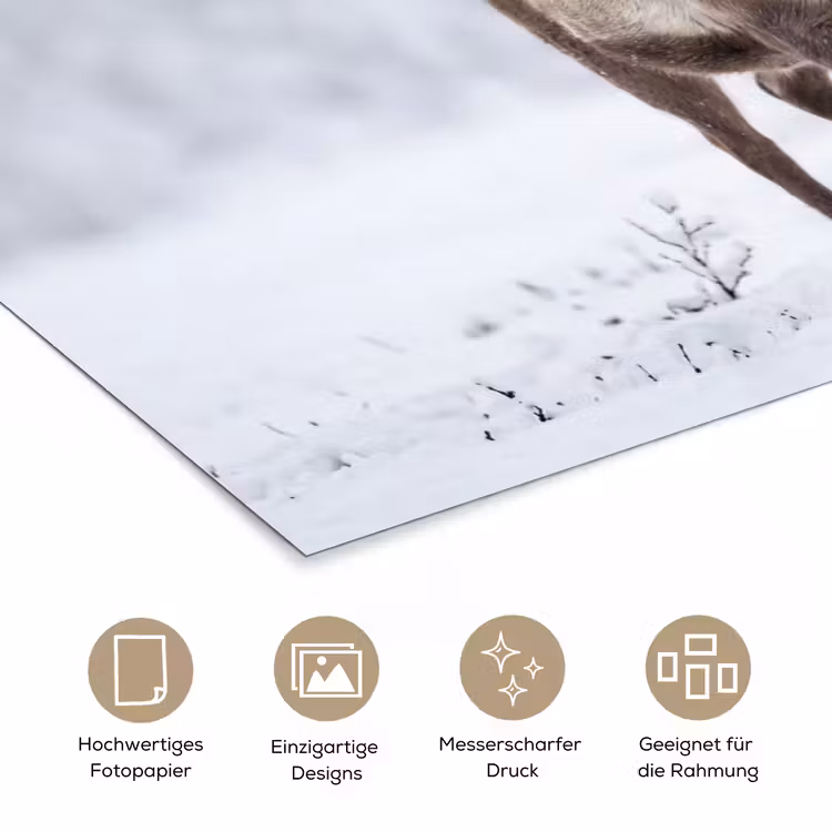Rendier - Gewei - Toendra - Sneeuw - Wild poster papier klein -tcloseup_DE