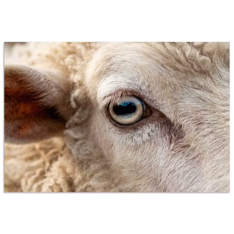 Schaap - Oog - Wit poster papier klein -3d