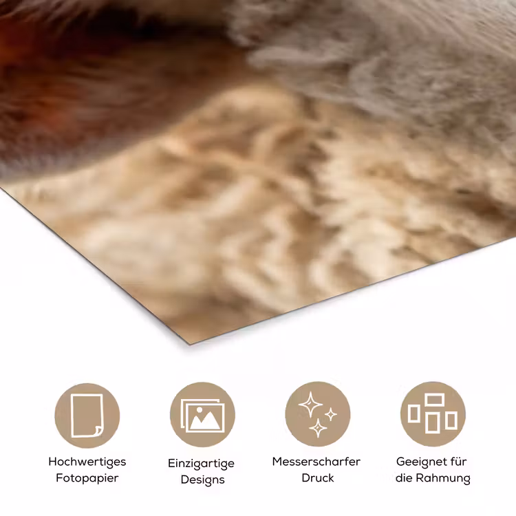 Schaap - Oog - Wit poster papier klein -tcloseup_DE