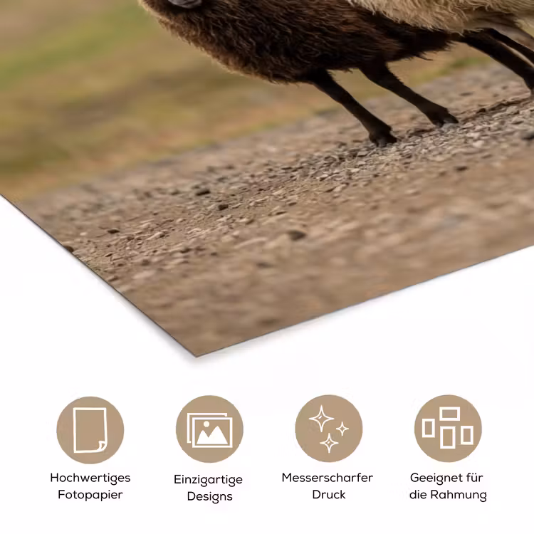 Schapen - Bruin - Wit - Grindpad poster papier klein -tcloseup_DE