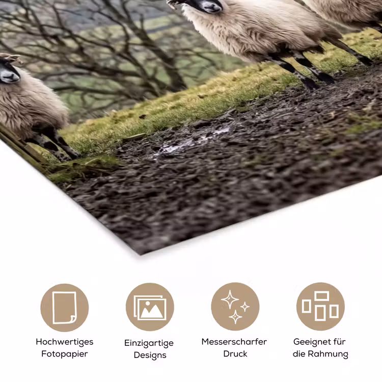 Schapen - Rij - Weide - Dieren - Platteland poster papier klein -tcloseup_DE