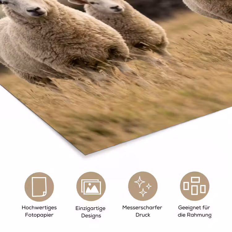 Schapen - Weidenlandschap - Heuvels poster papier klein -tcloseup_DE