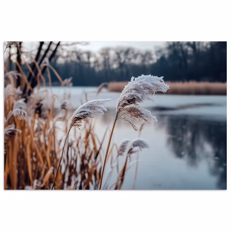 Riet - Gras - Natuur - Winter - Meer poster papier klein -3d