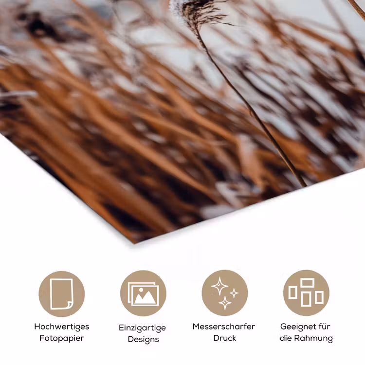 Riet - Gras - Natuur - Winter - Meer poster papier klein -tcloseup_DE