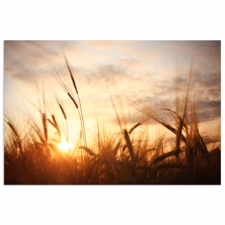 Riet - Gras - Zonsondergang - Natuur - Horizon poster papier klein -3d
