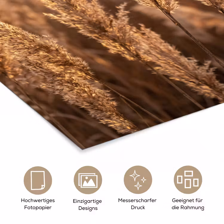 Rietpluimen - Gras - Zonsondergang - Goud - Serene poster papier klein -tcloseup_DE