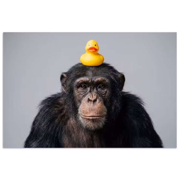 Chimpansee - Badeend - Grijs poster papier klein -3d