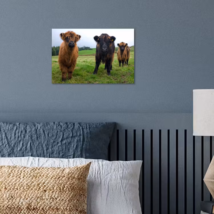 Schotse hooglander - Koeien - Natuur - Groen - Gras poster papier klein -sfeer2