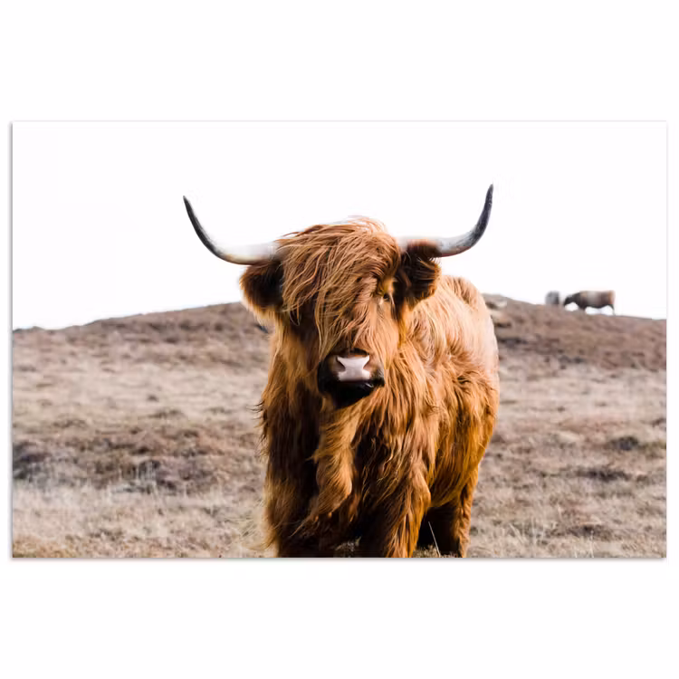 Schotse hooglander - Landschap - Koe - Bruin - Dieren - Natuur poster papier klein -3d
