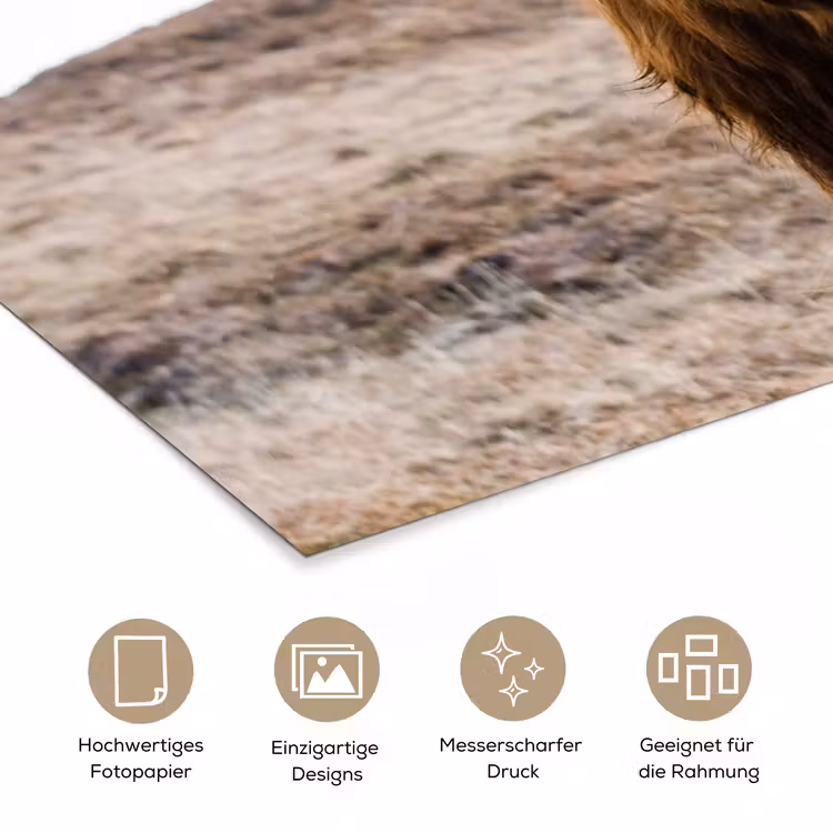 Schotse hooglander - Landschap - Koe - Bruin - Dieren - Natuur poster papier klein -tcloseup_DE