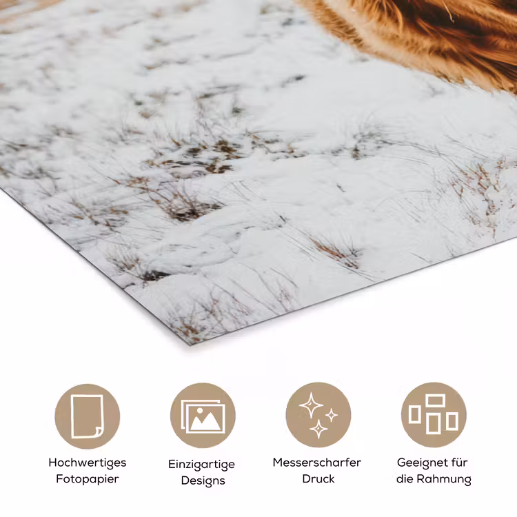 Schotse Hooglander - Landschap - Sneeuw - Bergen - Winter poster papier klein -tcloseup_DE