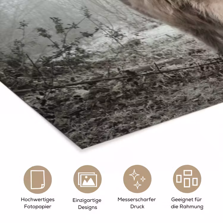 Schotse hooglander - Natuur - Herfst - Dieren - Wild - Bos poster papier klein -tcloseup_DE
