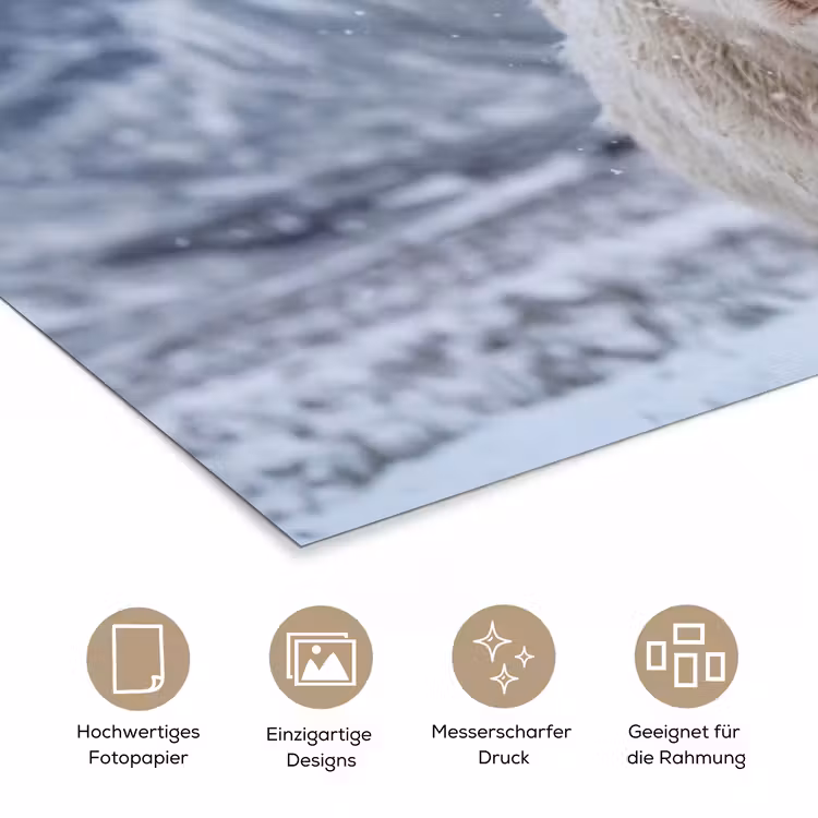 Schotse Hooglander - Sneeuw - Bergen - Winter poster papier klein -tcloseup_DE