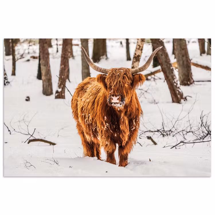 Schotse Hooglander - Sneeuw - Winter - Natuur - Dieren poster papier klein -3d