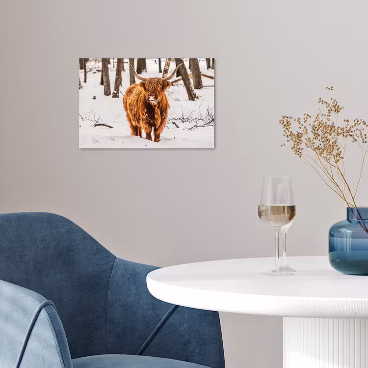 Schotse Hooglander - Sneeuw - Winter - Natuur - Dieren poster papier klein -sfeer3