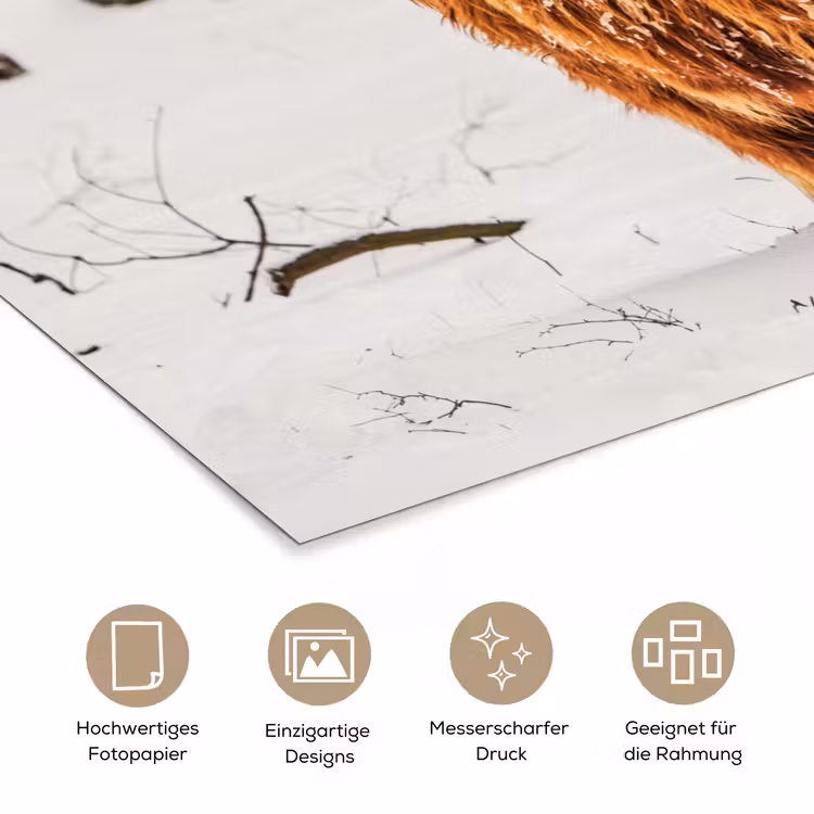 Schotse Hooglander - Sneeuw - Winter - Natuur - Dieren poster papier klein -tcloseup_DE