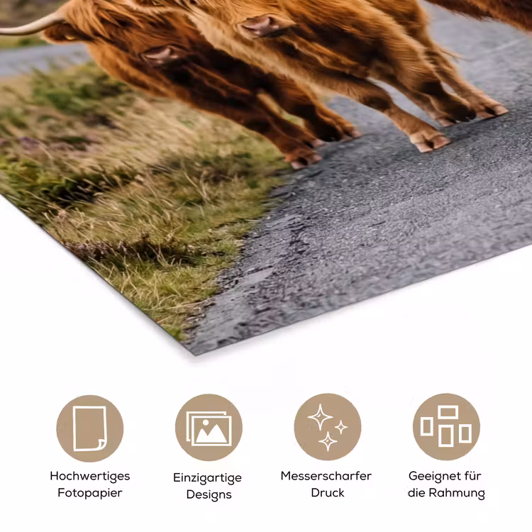 Schotse Hooglanders - Weg - Landschap - Kudde poster papier klein -tcloseup_DE