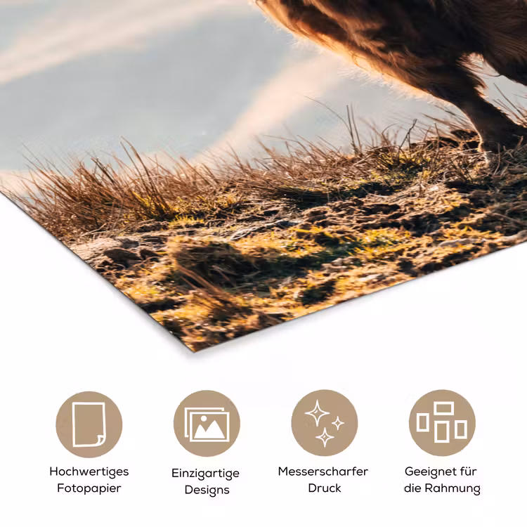 Schotse hooglander - Dieren - Landelijk - Landschap - Koe - Natuur poster papier klein -tcloseup_DE