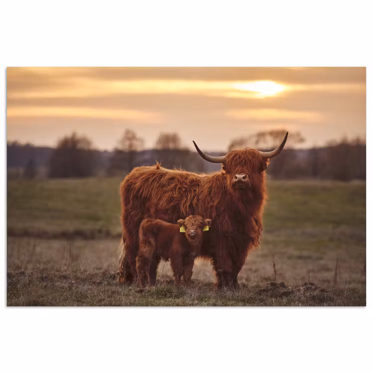 Schotse hooglander - Dieren - Landschap - Zonsondergang - Koe poster papier klein -3d
