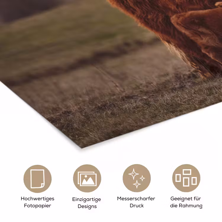 Schotse hooglander - Dieren - Landschap - Zonsondergang - Koe poster papier klein -tcloseup_DE